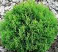 sadzonki -  Żywotnik zachodni DANICA Thuja occidentalis