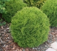sklep ogrodniczy - Żywotnik zachodni DANICA Thuja occidentalis