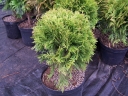 sadzonki - Żywotnik zachodni DANICA Thuja occidentalis