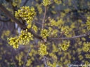 rośliny ogrodowe - Dereń jadalny Cornus mas C5