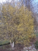 rośliny ozdobne - Dereń jadalny Cornus mas C5