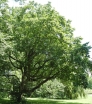 sadzonki - Eukomia wiązowata Eucommia ulmoides C5/1,6-1,8m *K6