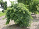 sklep ogrodniczy -  Glediczja trójcierniowa EMERALD CASCADE na PNIU Gleditsia triacanthos C10/Pa120cm