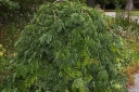 rośliny ozdobne - Glediczja trójcierniowa EMERALD CASCADE na PNIU Gleditsia triacanthos C10/Pa120cm