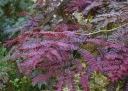 sadzonki -  Glediczja trójcierniowa RUBYLACE Gleditsia triacanthos C3/20cm