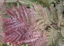 sklep ogrodniczy - Glediczja trójcierniowa RUBYLACE Gleditsia triacanthos C3/20cm