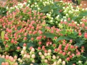 sklep ogrodniczy - Dziurawiec MIRACLE BLOSSOM Hypericum /C2 *K20