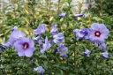 sadzonki - HIBISCUS syriacus OISEAU BLEU Ketmia syryjska /C2,5