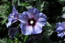 rośliny ogrodowe - HIBISCUS syriacus OISEAU BLEU Ketmia syryjska /C2,5
