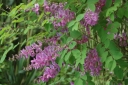 sklep ogrodniczy - Indygowiec Kiryłowa Indigofera Kirilowii /C2 *T3