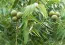 rośliny ogrodowe - Orzech czarny Juglans nigra P11/20-30cm *K13