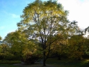 sadzonki -  Kłęk kanadyjski Gymnocladus dioica C3/60-80cm *K21