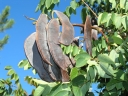 rośliny ogrodowe - Kłęk kanadyjski Gymnocladus dioica C3/60-80cm *K21