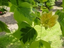 sadzonki -  Tulipanowiec amerykański AUREOMARGINATUM Liriodendron tulipifera C7,5/1,2-1,4m *8