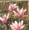 rośliny ogrodowe - Magnolia Ricki P15/80cm
