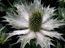 sklep ogrodniczy -  Mikołajek olbrzymi (Eryngium giganteum) P11 *25P