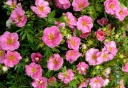rośliny ogrodowe - Pięciornik krzewiasty PINK PARADISE 'Kupinpa' Potentilla fruticosa /C2 *K2