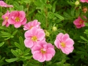 sadzonki - Pięciornik krzewiasty PINK PARADISE 'Kupinpa' Potentilla fruticosa /C2 *K2