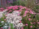 rośliny ogrodowe - Pięciornik krzewiasty PINK PARADISE 'Kupinpa' Potentilla fruticosa /C2 *K2