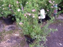 sklep ogrodniczy - Pięciornik krzewiasty PINK PARADISE 'Kupinpa' Potentilla fruticosa /C2 *K2