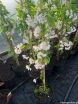 sklep ogrodniczy - Wiśnia kolumnowa AMANOGAWA Prunus serrulata C5/100cm *6