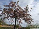 sklep ogrodniczy -  Wiśnia piłkowana KIKU-SHIDARE-ZAKURA Prunus serrulata C5/1,6-1,8m *6
