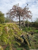rośliny ozdobne - Wiśnia piłkowana KIKU-SHIDARE-ZAKURA Prunus serrulata C5/1,6-1,8m *6