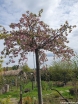 sadzonki - Wiśnia piłkowana KIKU-SHIDARE-ZAKURA Prunus serrulata C5/1,6-1,8m *6