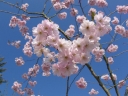rośliny ogrodowe -  Wiśnia różowa AUTUMNALIS ROSEA Prunus x subhirtella C5/Pa100(180)cm *6