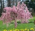 sklep ogrodniczy - Wiśnia różowa AUTUMNALIS ROSEA Prunus x subhirtella C5/Pa100(180)cm *6
