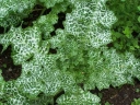 rośliny ogrodowe - Ostropest plamisty - 10g nasion Silybum marianum