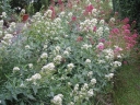 sklep ogrodniczy -  Kentrantus - Ostrogowiec - mieszanka - nasiona - 0,1 g Centranthus ruber