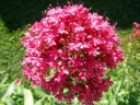 rośliny ogrodowe - Kentrantus - Ostrogowiec - mieszanka - nasiona - 0,1 g Centranthus ruber