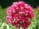 sadzonki - Kentrantus - Ostrogowiec - mieszanka - nasiona - 0,1 g Centranthus ruber
