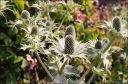 rośliny ozdobne - Mikołajek olbrzymi (Eryngium giganteum) P11 *25P