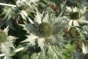 sklep ogrodniczy - Mikołajek olbrzymi (Eryngium giganteum) P11 *25P