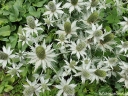 sklep ogrodniczy - Mikołajek olbrzymi (Eryngium giganteum) P11 *25P