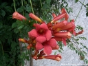 rośliny ozdobne -  Milin FLAMENCO (Campsis radicans) C2/60cm *K19