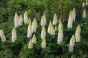 rośliny ozdobne - Łubin trwały Noblemaiden- nasiona - 2g  Lupinus polyphyllus