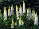 sadzonki - Łubin trwały Noblemaiden- nasiona - 2g  Lupinus polyphyllus