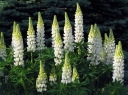 sklep ogrodniczy - Łubin trwały Noblemaiden- nasiona - 2g  Lupinus polyphyllus