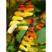 sklep ogrodniczy -  Mina - wilec klapowany - nasiona 0,5 g - Mina lobata