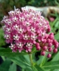 sklep ogrodniczy -  Trojeść krwista Cinderella - nasiona 0,3 g - Asclepias incarnata