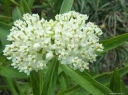sadzonki -  Trojeść krwista Iceballet - nasiona 0,3 g - Asclepias incarnata