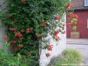rośliny ozdobne - Milin FLAMENCO (Campsis radicans) C2/60cm *K19