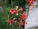 rośliny ogrodowe - Milin FLAMENCO (Campsis radicans) C2/60cm *K19