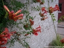 rośliny ozdobne - Milin FLAMENCO (Campsis radicans) C2/60cm *K19