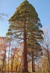 rośliny ozdobne - Mamutowiec olbrzymi Sekwoja olbrzymia Mamutowe drzewo Sequoiadendron giganteum C15/1,2m