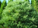 sadzonki - Mamutowiec olbrzymi Sekwoja olbrzymia Mamutowe drzewo Sequoiadendron giganteum C15/1,2m