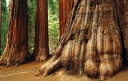 sadzonki - Mamutowiec olbrzymi Sekwoja olbrzymia Mamutowe drzewo Sequoiadendron giganteum C15/1,2m